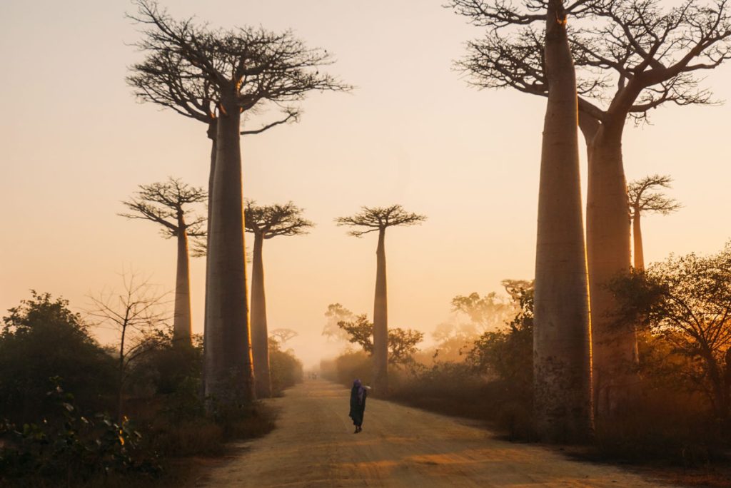 madagascar-baobabs-yasmine-arfaoui
