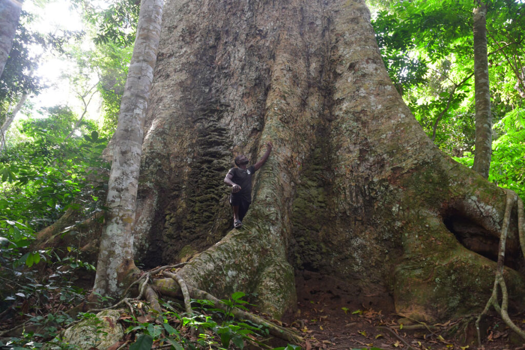 kosipo-arbre-homme-noir-image18