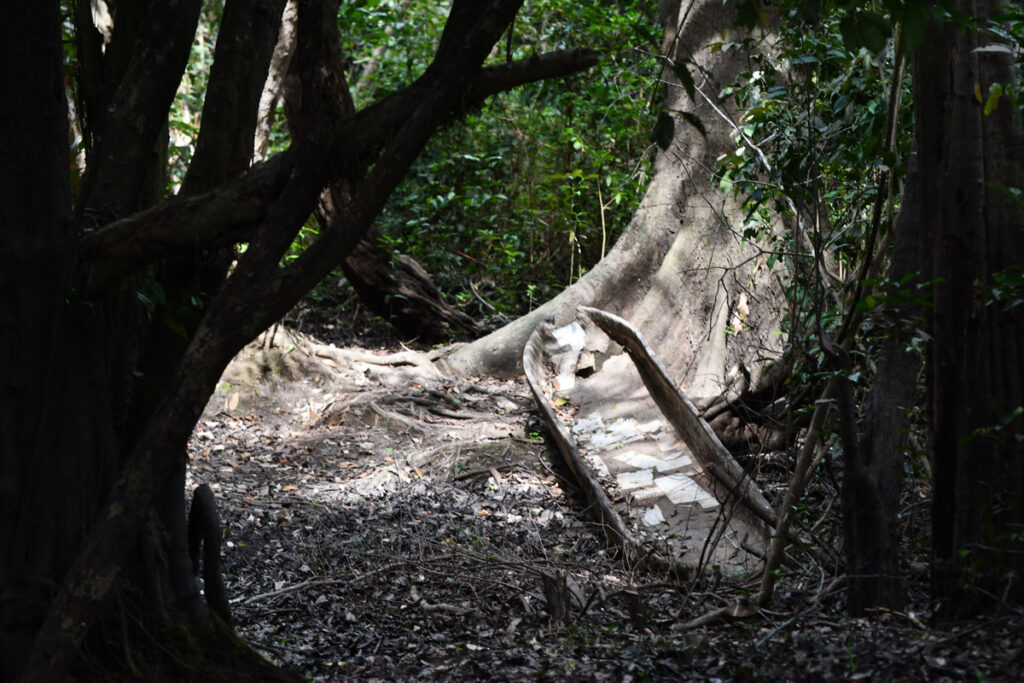 kosipo-arbre-image26