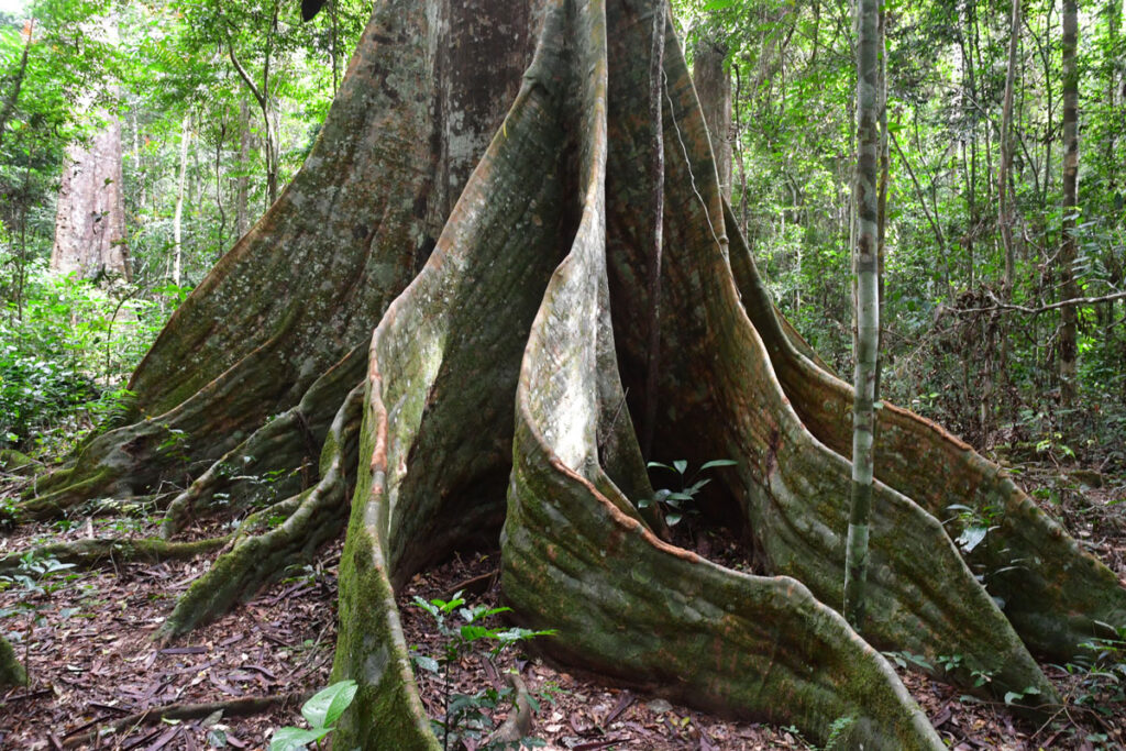 kosipo-arbre-image27