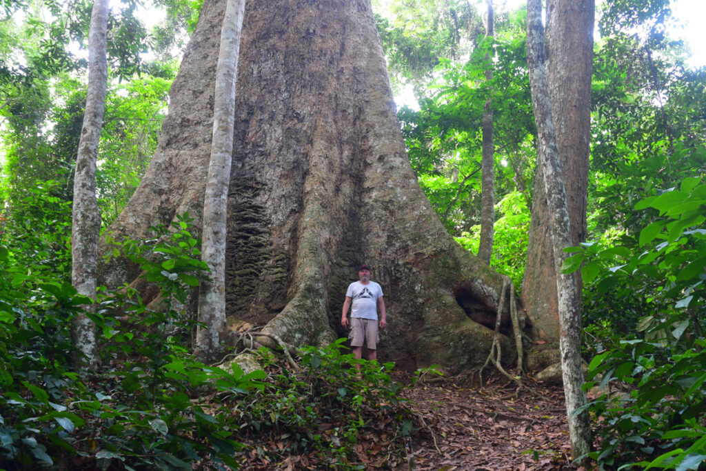 kosipo-arbre-ralph-image17