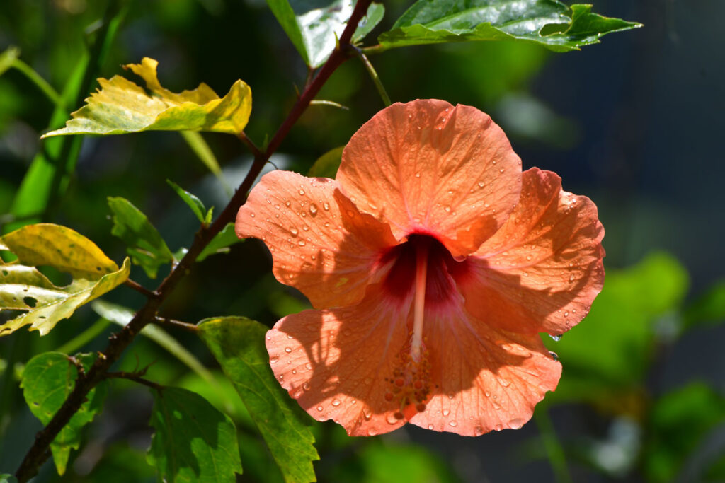 kosipo-fleur-orange-image39