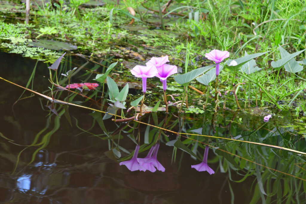 kosipo-fleurs-eau-image24