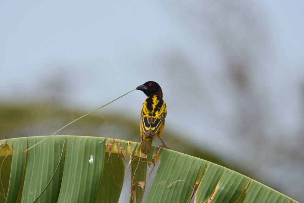 kosipo-oiseau-image40