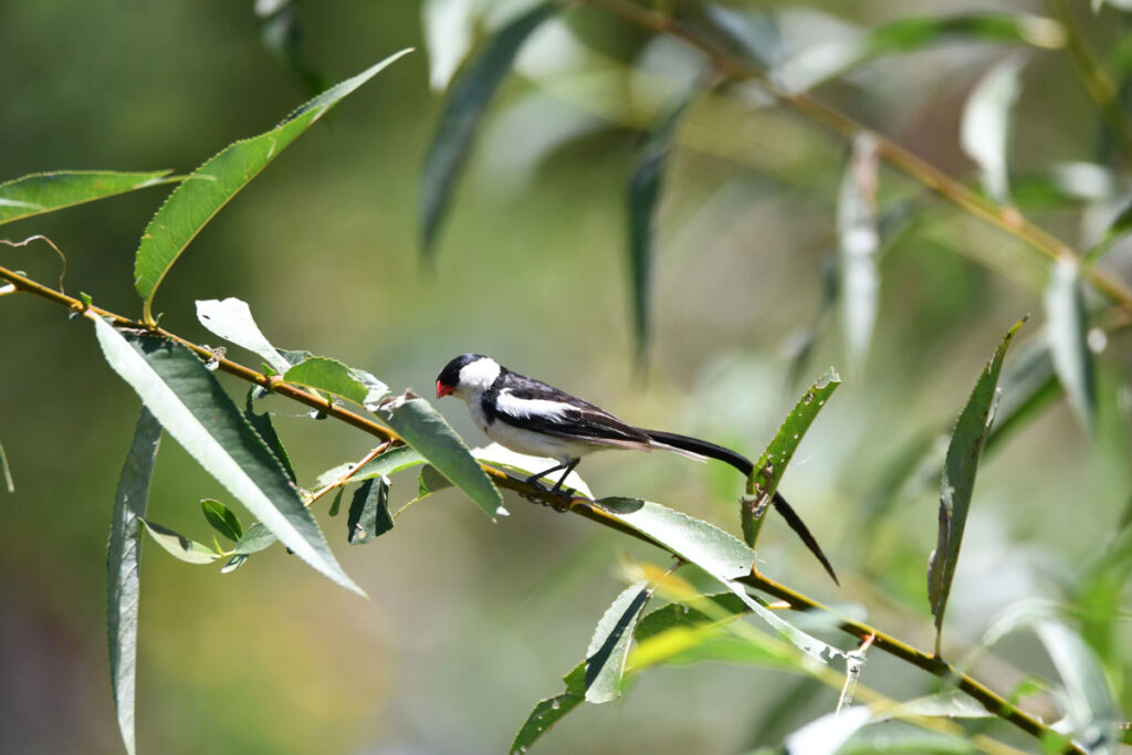 kosipo-oiseau-image41