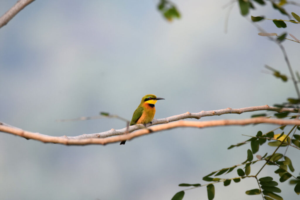 kosipo-oiseau-image42