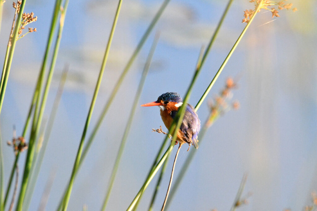 kosipo-oiseau-image43