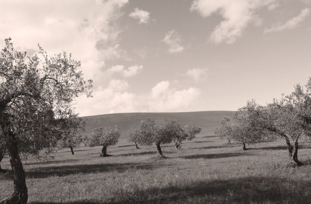 Colicci-chris-barbalis-oliviers