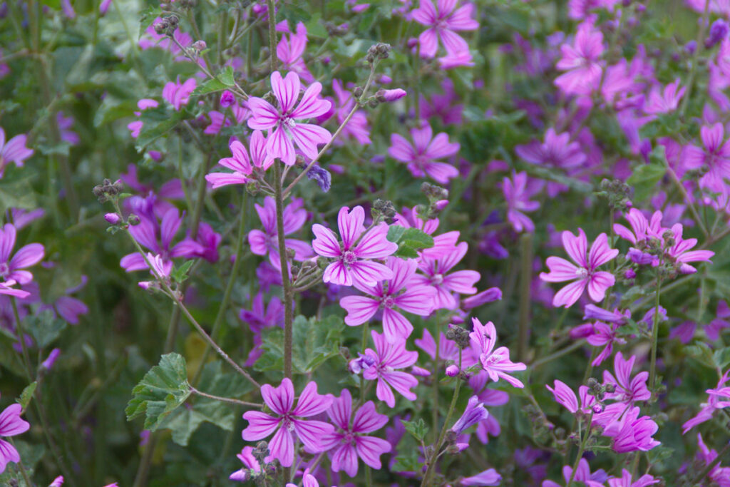 Champ de fleurs de mauve