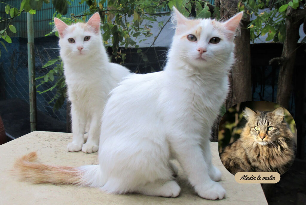 turc-de-van-table-aladin-le-malin