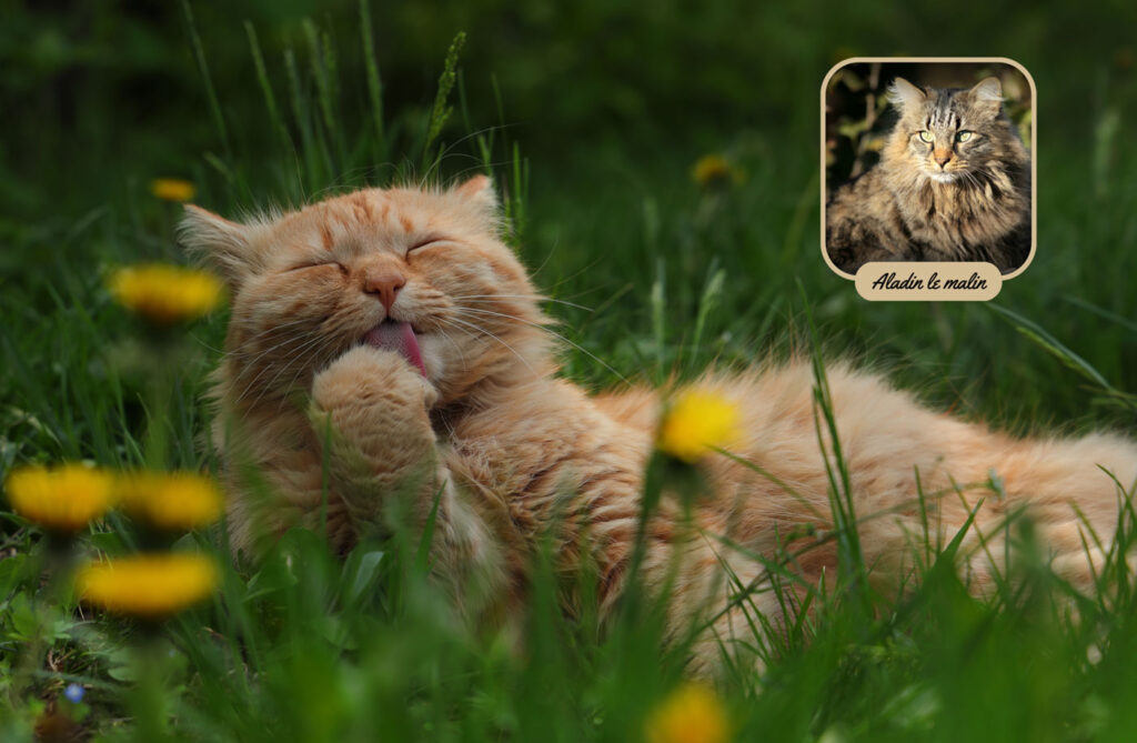 aladin-patte-chat-roux-une