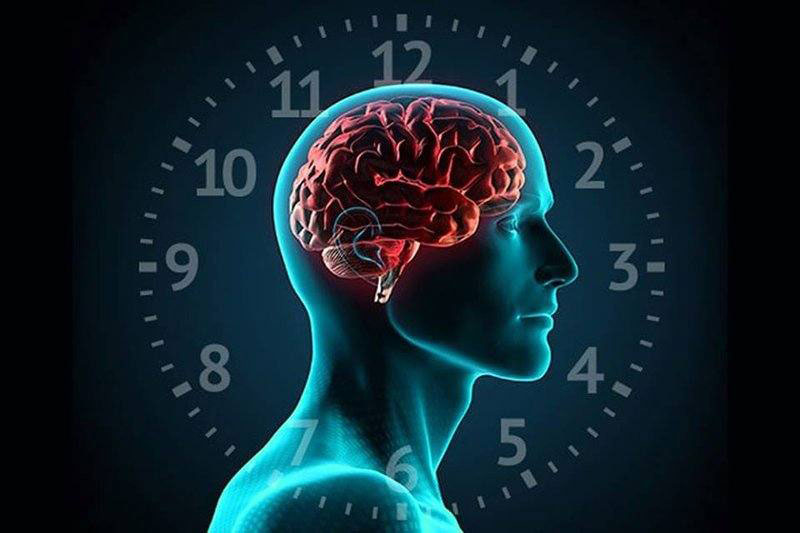 chronobiologie-horloge-cerveau