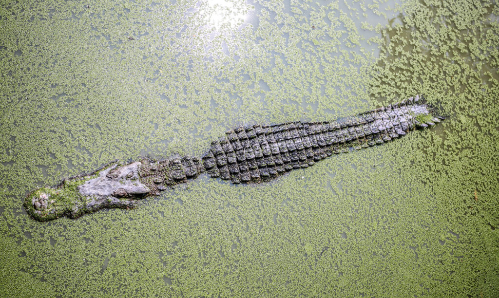 crocodile-sur-le-vif