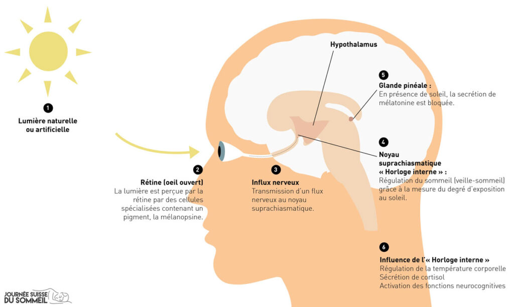 schema-lumiere-cerveau-melapsine