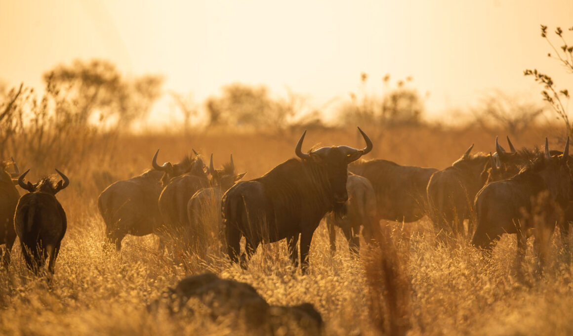 pieter-van-noorden-gnous