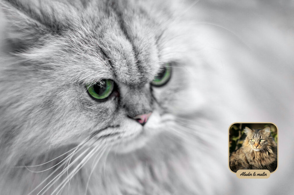 aladin-pelage-1ere