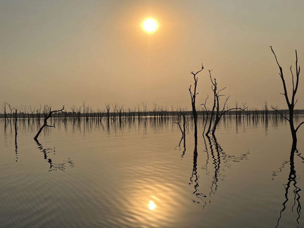 cormoran-luniere-baisse-paysage