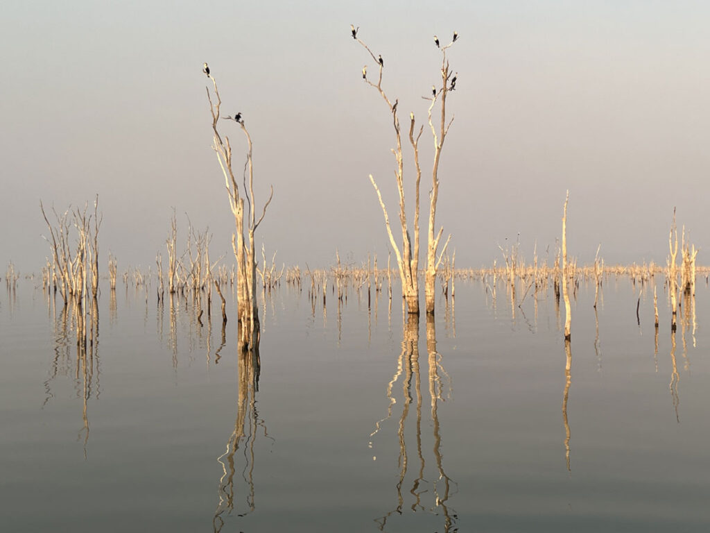 cormorans-chantants-paysage-jour