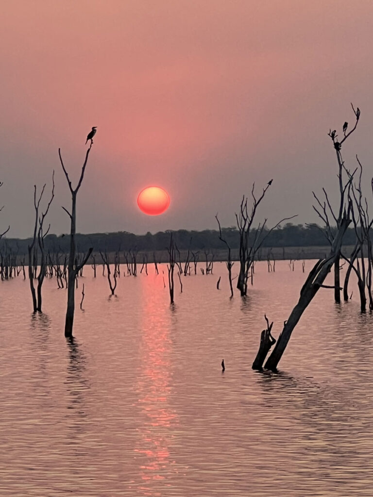 cornmorans-soleil-couchant-boule