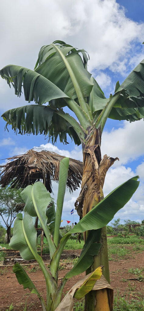 maio-raphael-colicci-bananiers