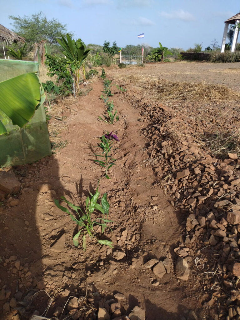 maio-raphael-colicci-grenadiers