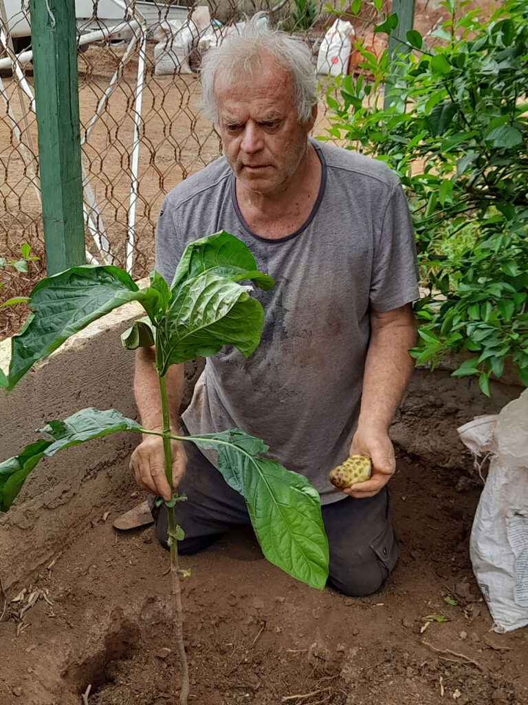 maio-raphael-colicci-plante-arbre