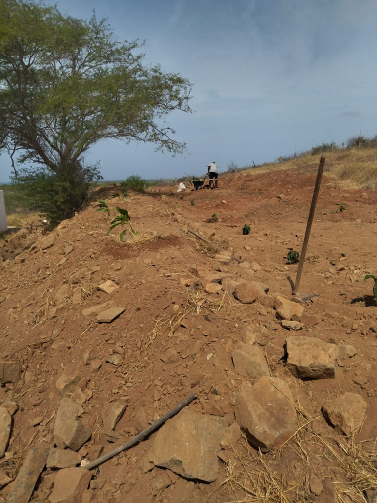maio-raphael-colicci-plante-arbre-loin