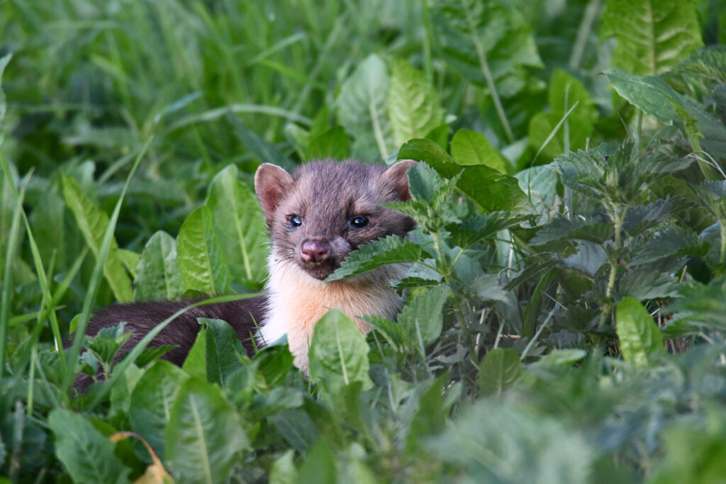 Martre-Animaux--Nature-@Ralph-Schafflützell