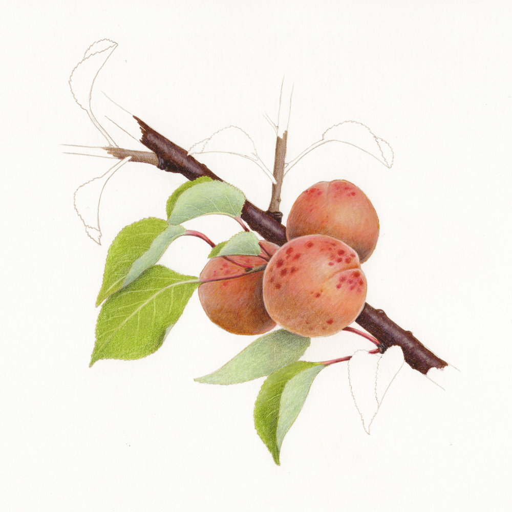 abricot-fruits-oubliés