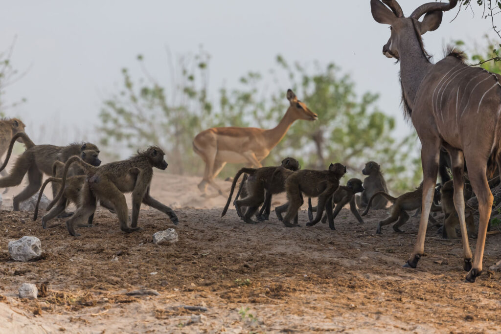babouins-chobe
