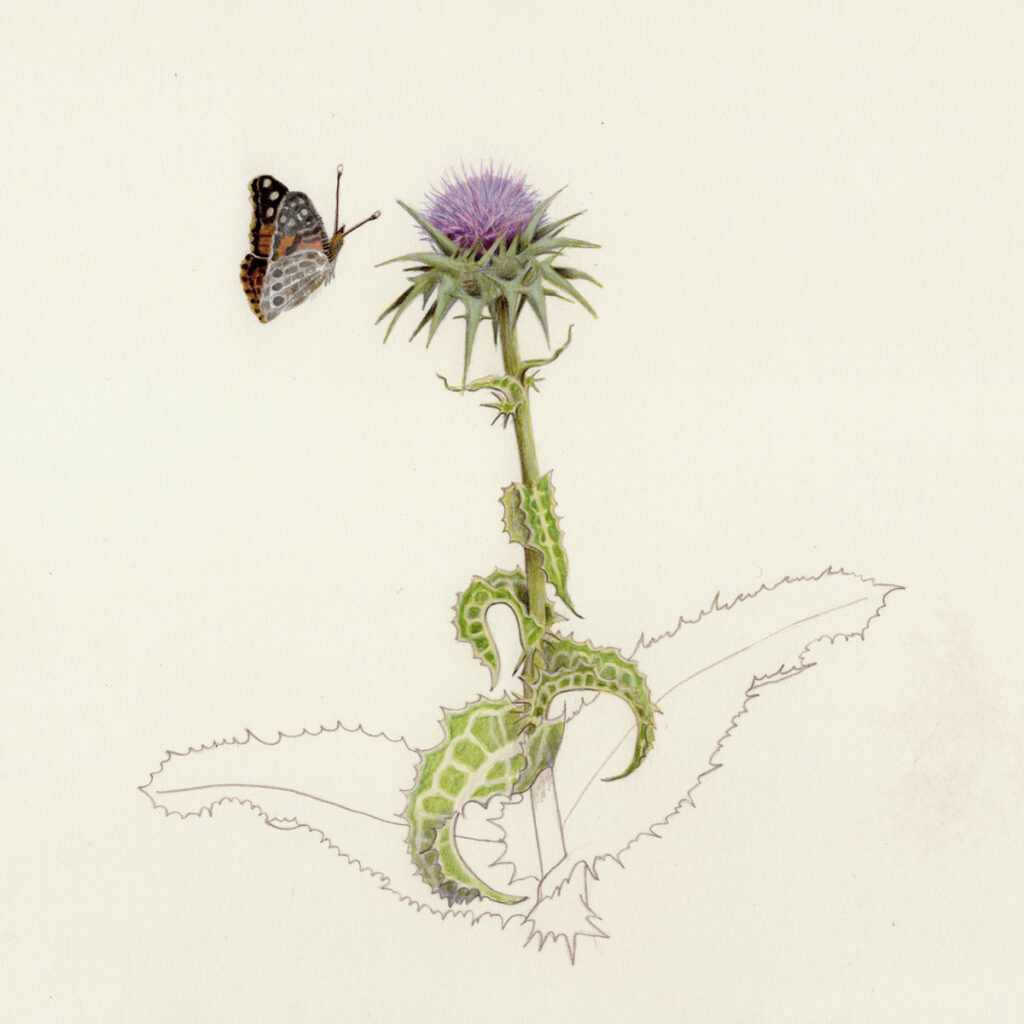 Annie Cassez Chardon