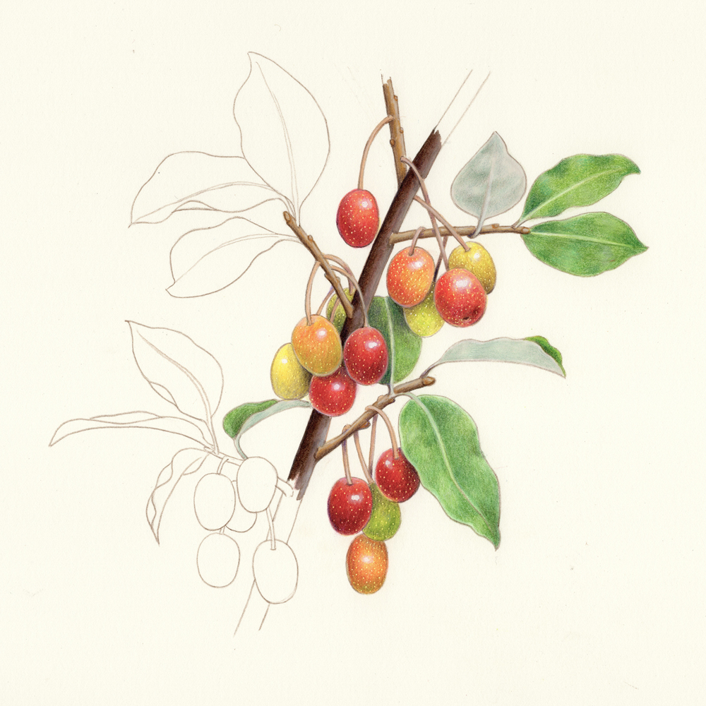 goumi-fruits-oubliés