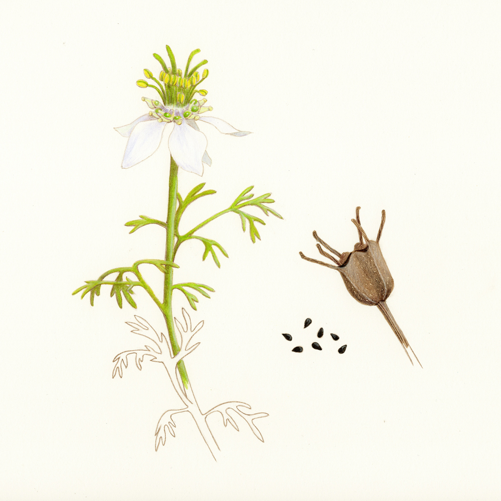 nigelle-fruits-oubliés