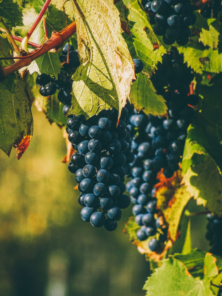 raisin-grappe-vintage-balázs-burján