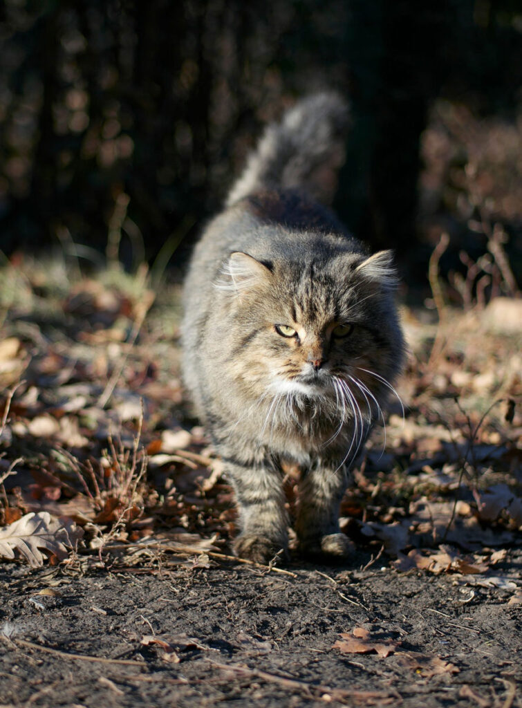 un chat marche dans la forêt