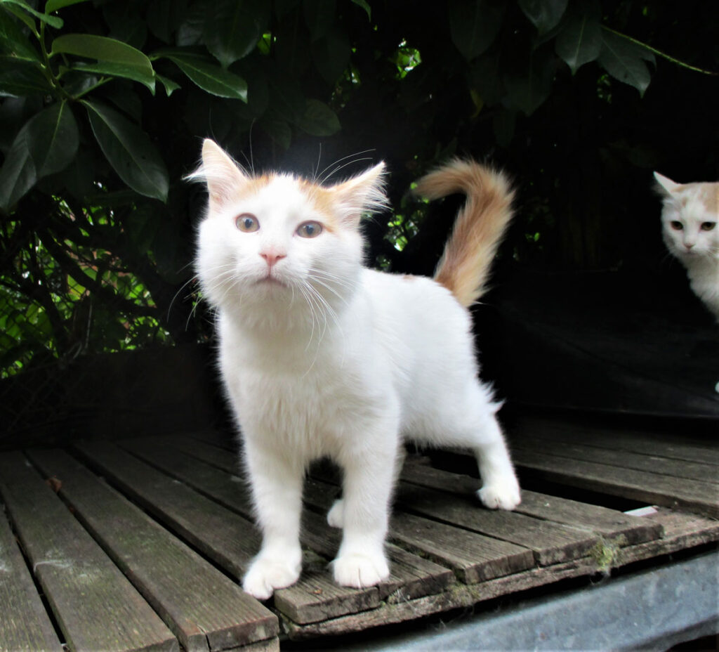un petit chat de race Turc du Lac de Van