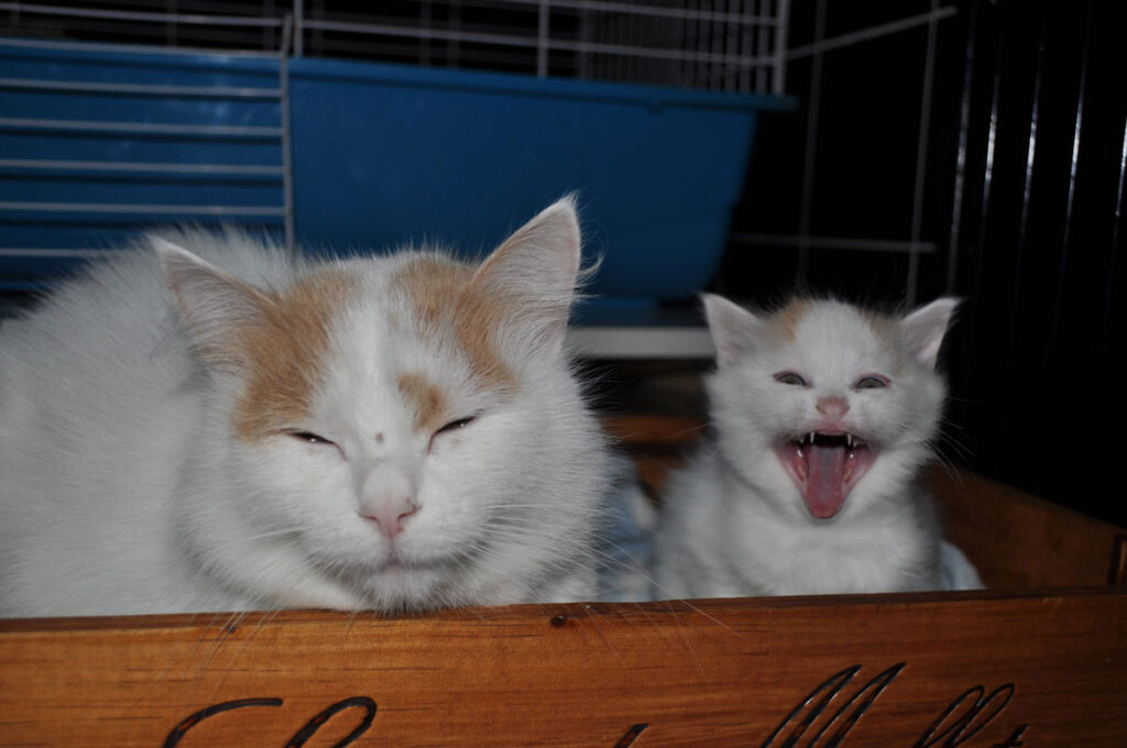2 chats de la race Turc du Lac de Van dans une caisse en bois