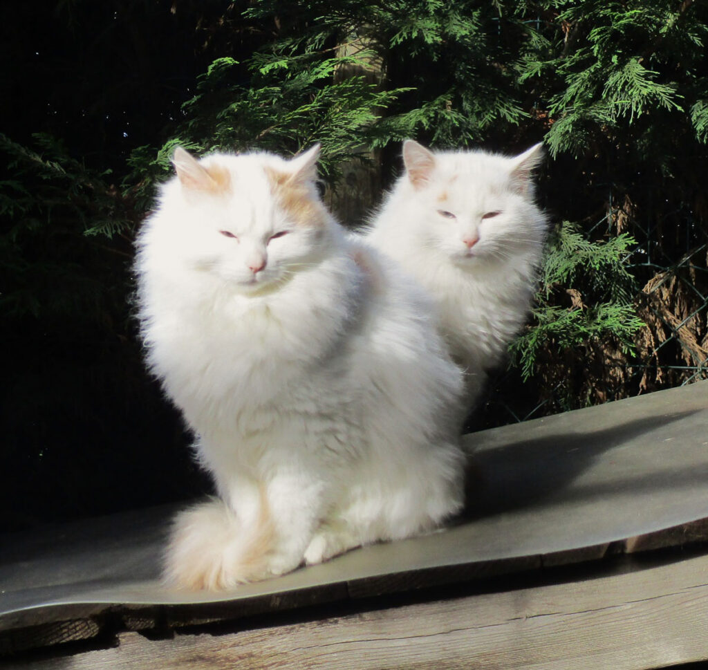 2 chats blancs qui forment un cœur avec leur corps