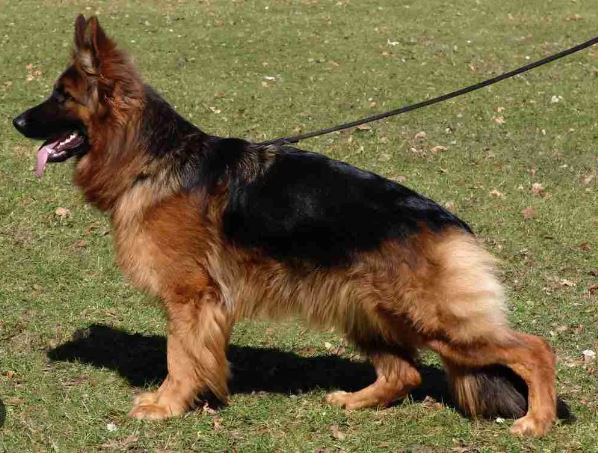 Un berger allemand hypertypé