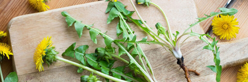 Pissenlit avec ses racines sur une planche de cuisine