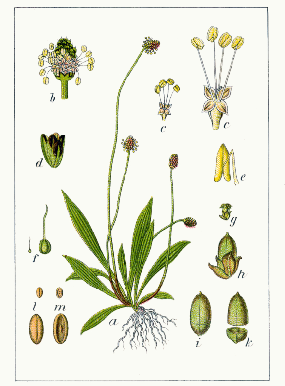 Planche botanique sur le plantago lanceolata - plantain lancéolé