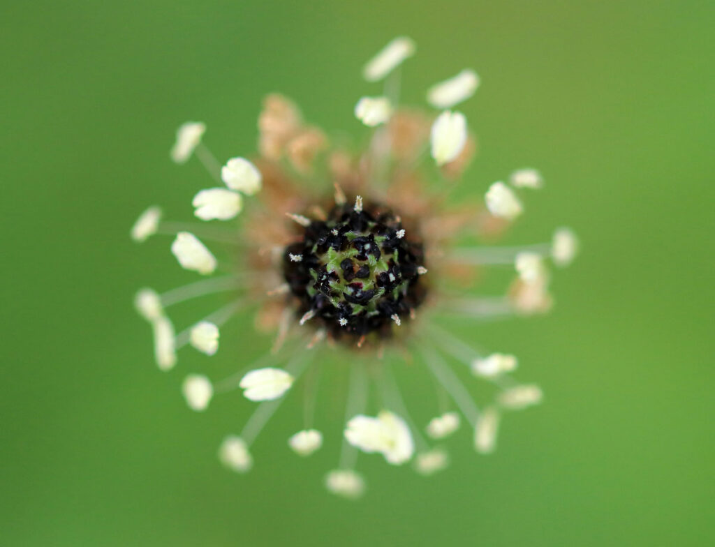 Fleur de plantago en macro