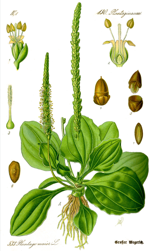 Planche botanique sur le plantago major - plantain majeur