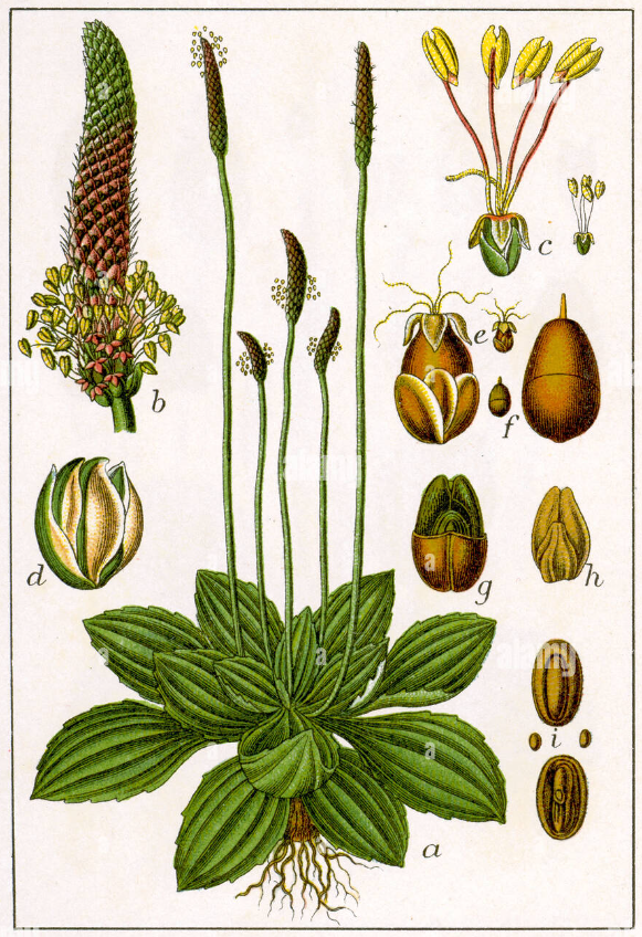 Planche botanique sur le plantago media - plantain moyen