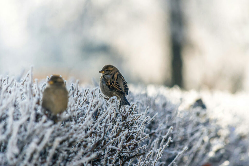 Oiseaux sur un buisson givré