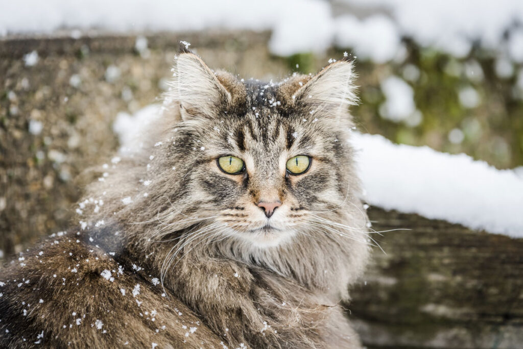 Chat norvégien sous la neige