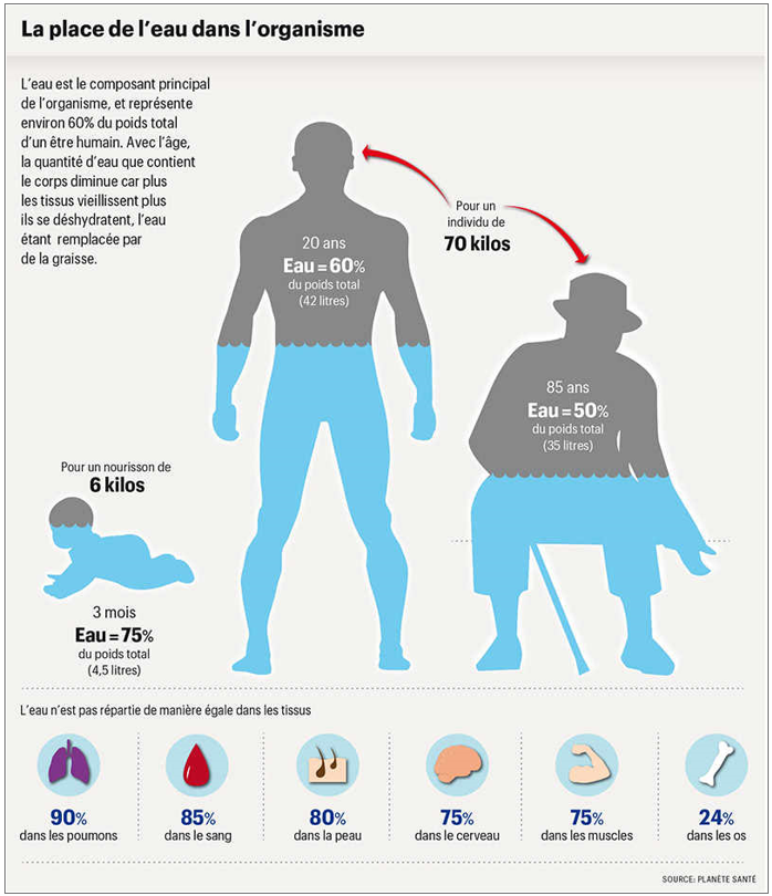 Schémas sur la place de l'eau dans notre organisme