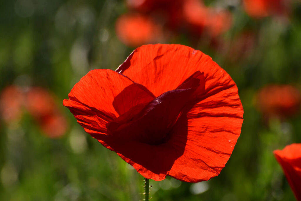 Coquelicot rouge en gros plan
