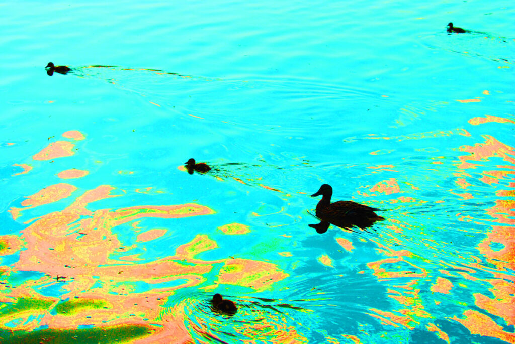 canards en photo metamorphose