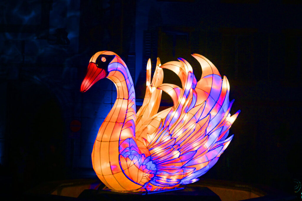 cygne en photo metamorphose